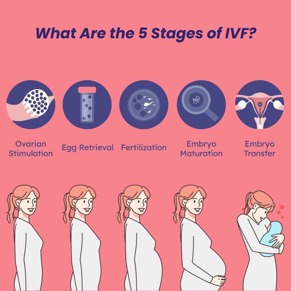 What are the 5 stages of ivf